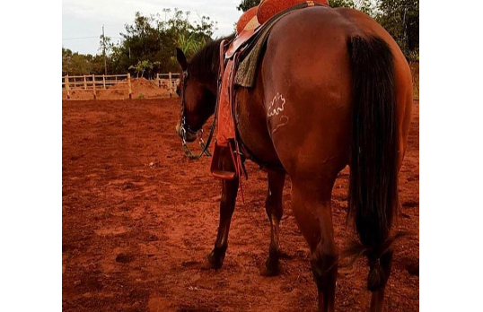 BROTHER SUGAR BLUE